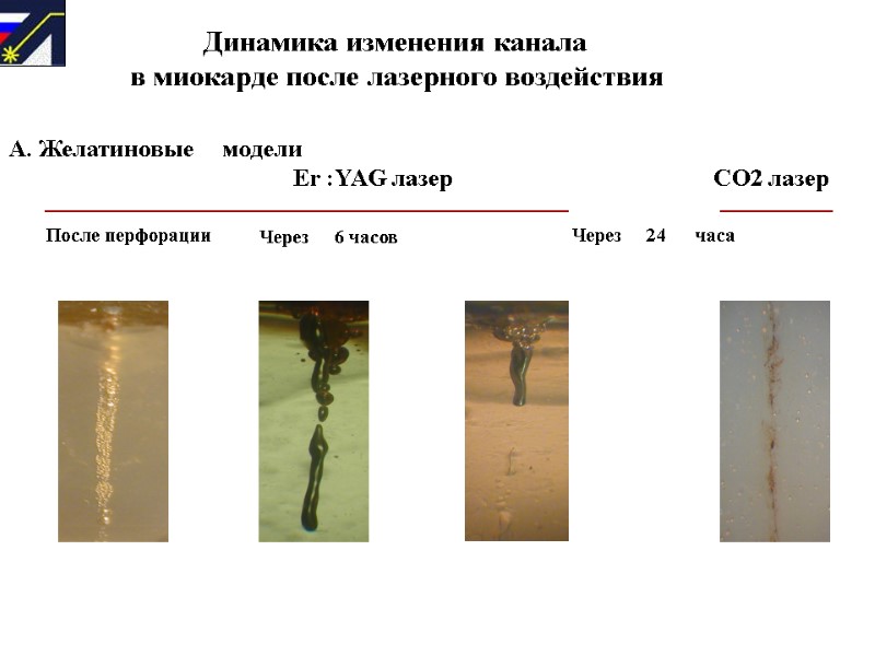 А. Желатиновые     модели       